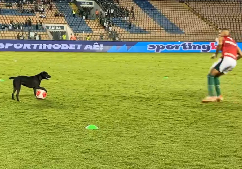 O cachorrinho não quis nem saber se era o pós-jogo do Palmeiras, ele só queria jogar bola e levou a torcida ao delírio. - Foto: Twitter/@andrehernan.