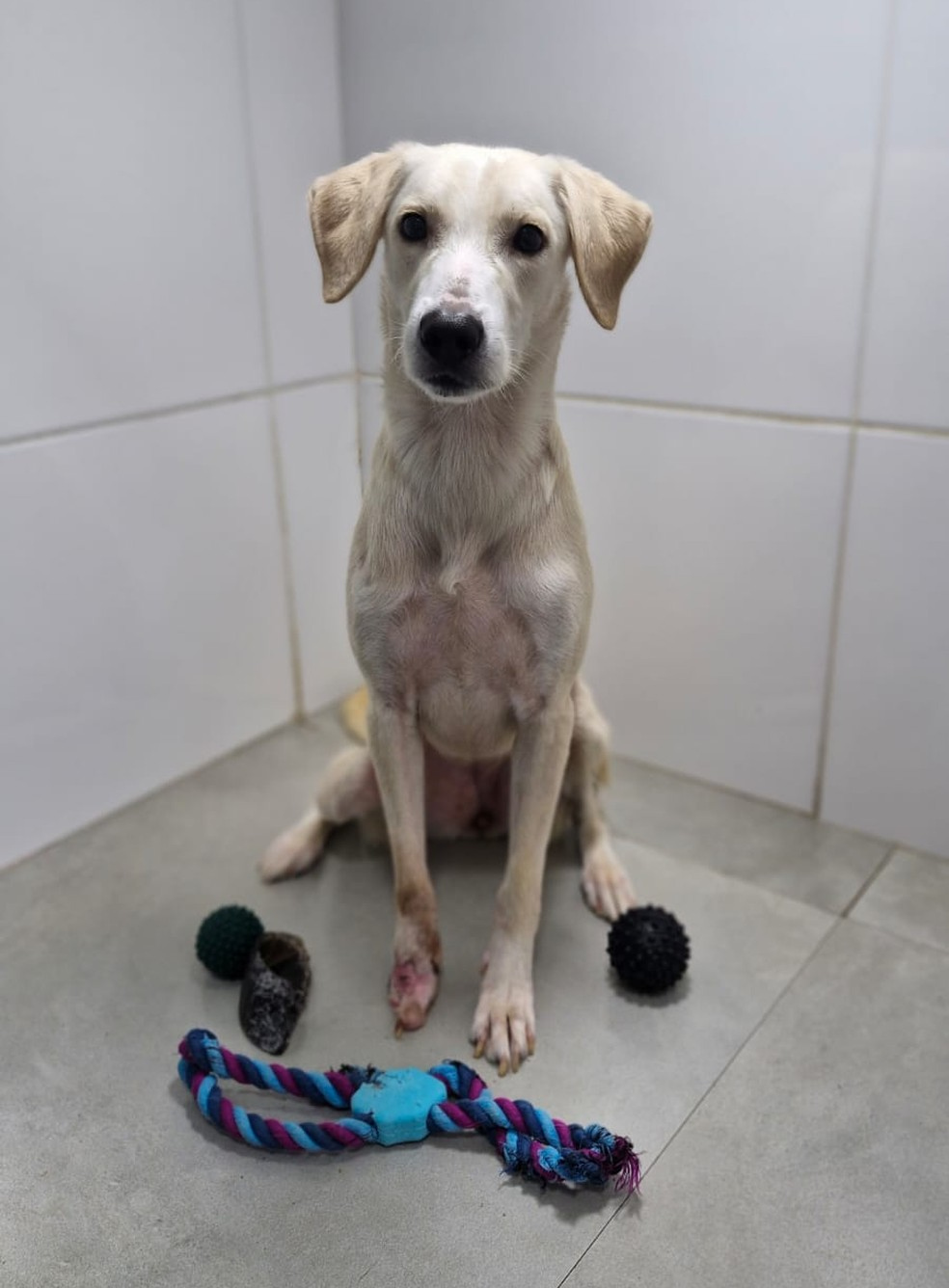 Se você é do Espírito Santo e se emocionou com a Patinha, saiba que ela pode fazer parte de sua família! Foto: Redes Sociais.