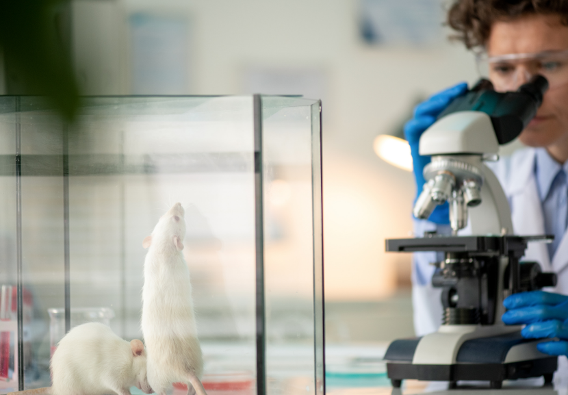 Os testes feitos em ratos mostraram que aqueles tratados com zinco tiveram melhora no audição . Shironosov/Getty Images