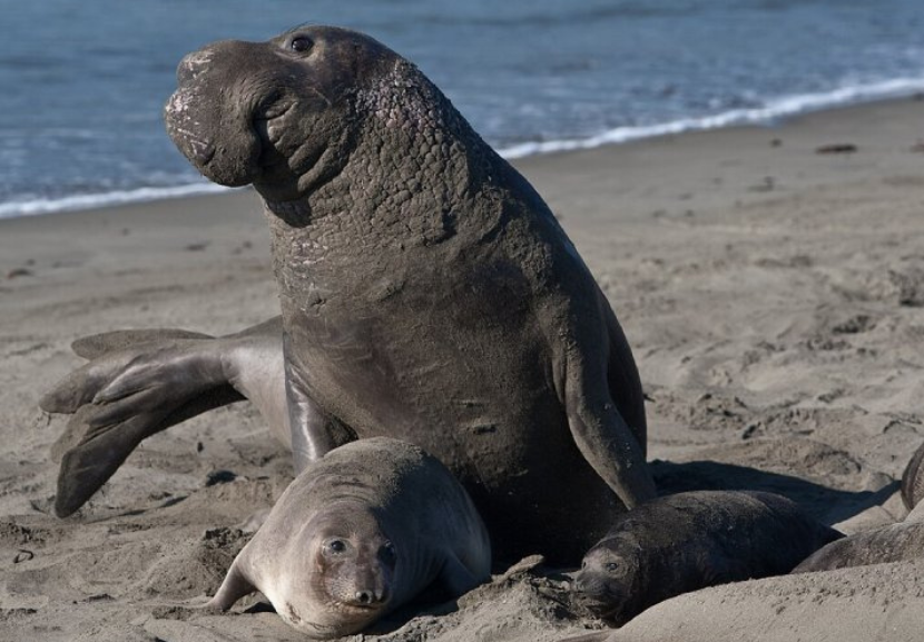 O elefante-marinho salvou o filhote de foca que estava sendo levado pela maré e o levou até a mãe, comportamento considerado atípico pelos pesquisadores - Foto: Mike Michael L. Baird