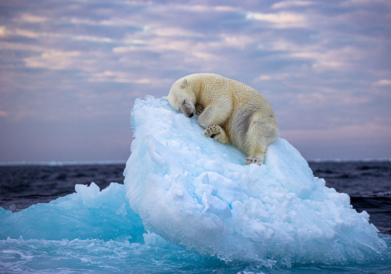 A foto do urso polar dormindo sobre uma geleira, que ganhou o prêmio, demorou 3 dias até ser clicada. - Foto: Nima Sarikhani.