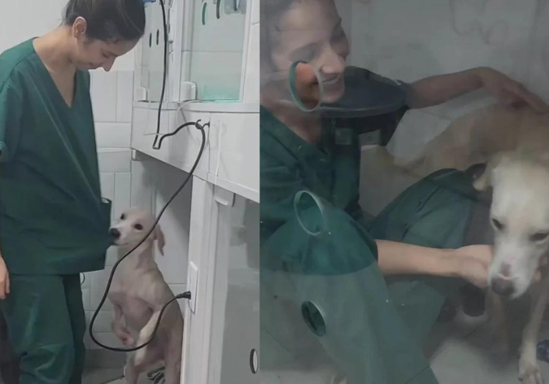 A cachorrinha Patinha, que foi resgatada das ruas com graves ferimentos, arrasta as veterinárias para a caminha dela para demonstrar sua gratidão. Foto: Redes Sociais.