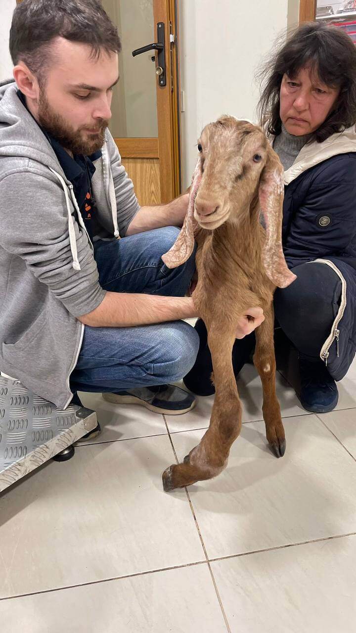 A cabra foi resgatada machucada e precisou passar por cirurgia, mas já está bem. - Foto: reprodução/PETA
