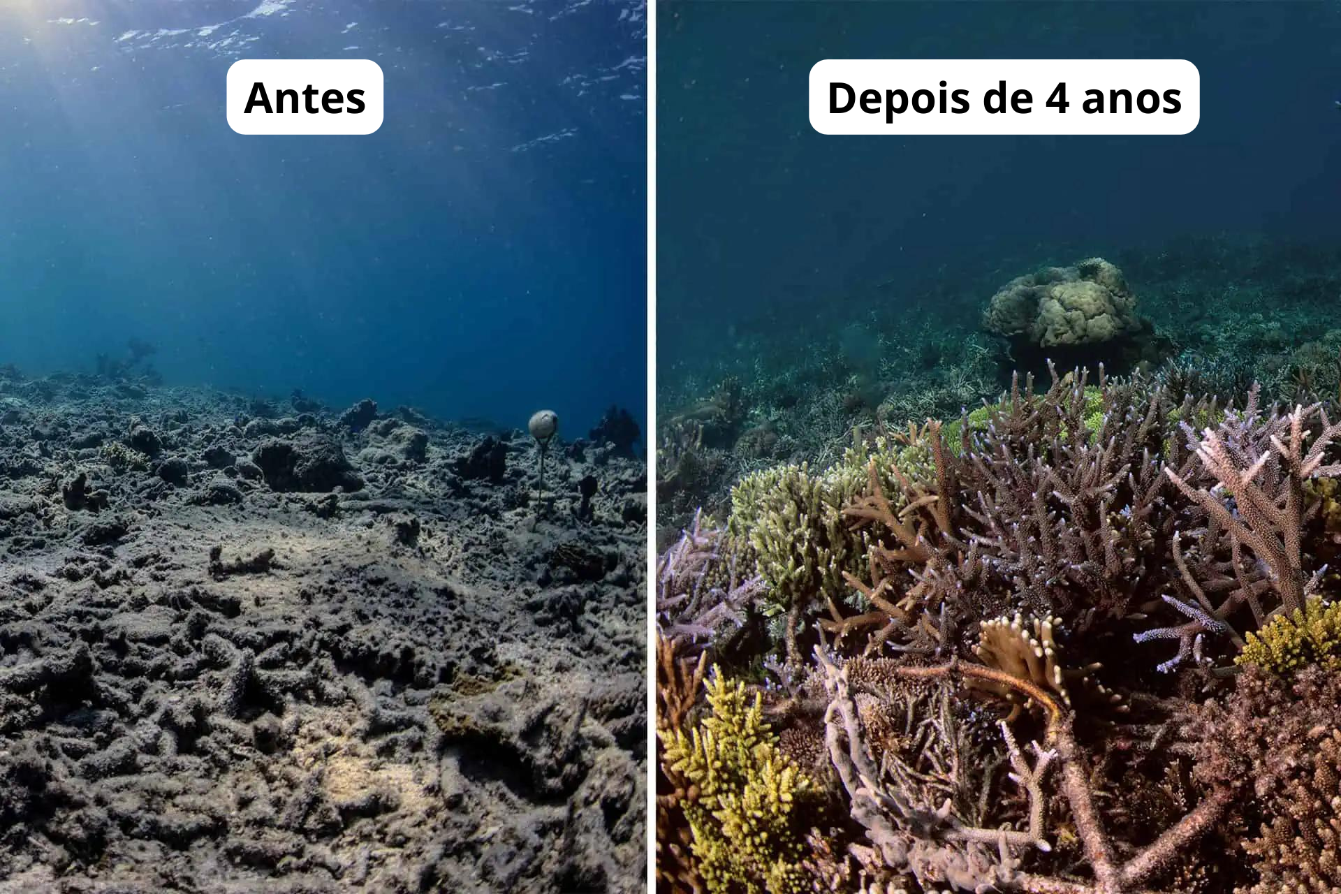 Resultado do projeto de recuperação dos corais. - Foto: The Ocean Agency