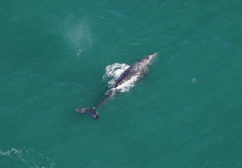 A baleia-cinzenta foi extinta do Oceano Atlântico principalmente devido à caça comercial de baleias. - Foto: Aquário da Nova Inglaterra