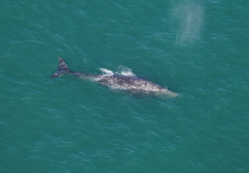 Segundo os cientistas, a mudança climática pode ser a razão pela qual a espécie reapareceu. - Foto: Aquário da Nova Inglaterra