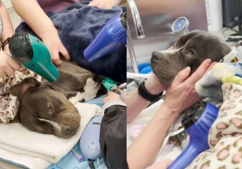 Os voluntários usaram secadores de cabelo para aquecer o cachorrinho congelado, até ele se reestabelecer. Olha como ele está lindo! - Foto: @kcpetproject/Instagram.