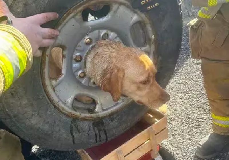 Os bombeiros só conseguiram tirar a cachorra que estava presa na roda com um cortador de plasma. - Foto: Franklinville Volunteer Fire Company