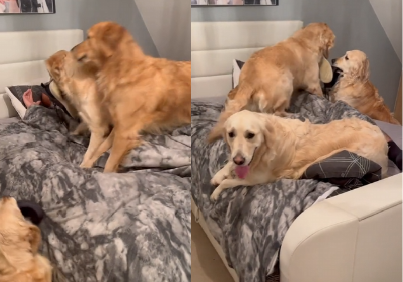 Os 6 goldens fazem a maior farra e acordam o tutor na cama, num plano infalível da esposa dele. - Foto: @5_shadesofgolden/TikTok.