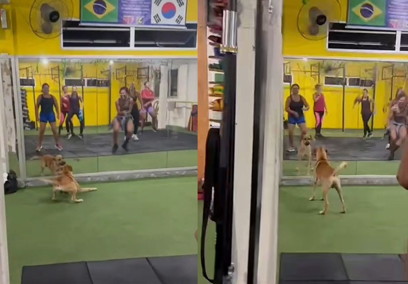 O caramelo surpreendeu a todos ao participar da aula de dança e exibir todas as habilidades que tem. - Foto: reprodução/ TikTok @joycelima557