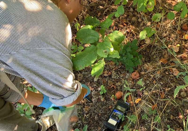 Os pesquisadores foram à campo para coletar os vermes. Foto: Sophia Tintori.