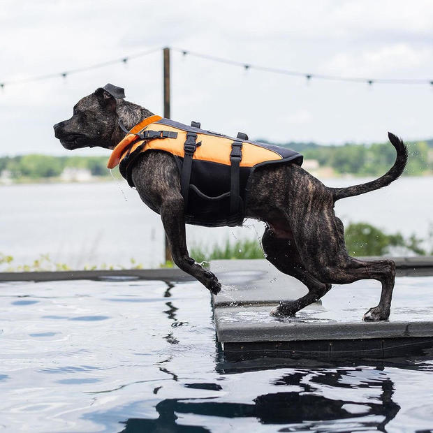 Dipper foi companheiro de longa data da família. Foto: Animal Haven.