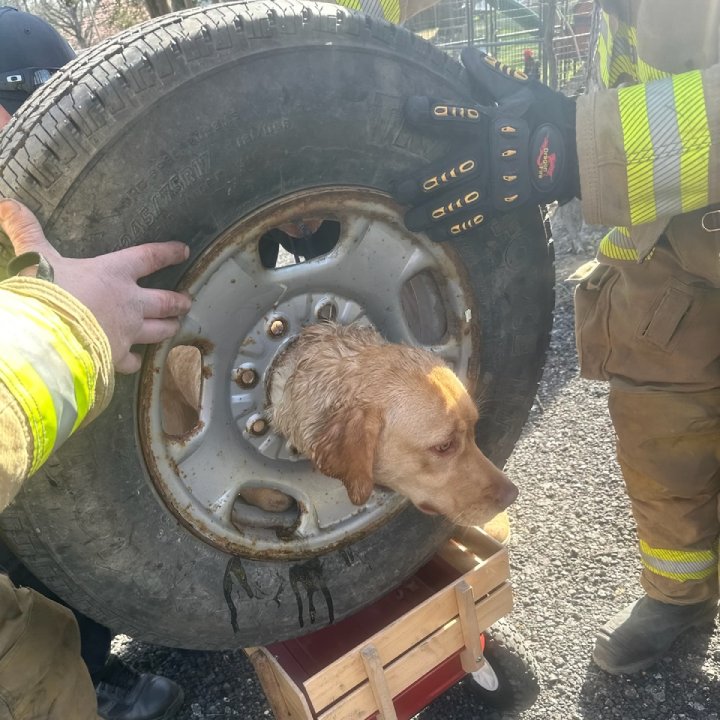 Os bombeiros só conseguiram tirar a cachorra que estava presa na roda com um cortador de plasma. - Foto: Franklinville Volunteer Fire Company