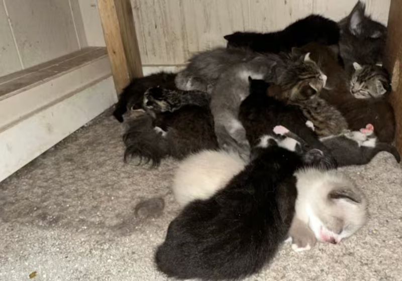 Depois que pediu ajuda, o tutor recebeu a ONG que vai resgatar os gatinhos que ele pegou na pandemia. Foto: BC SPCA.