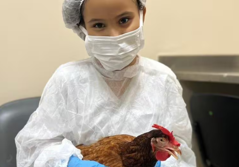 Depois que o hospital autorizou a menina Tifany a receber a visita de seu pet, a galinha Pâmela, ela melhorou e teve alta! - Foto: Hospital das Clínicas da UFMG.