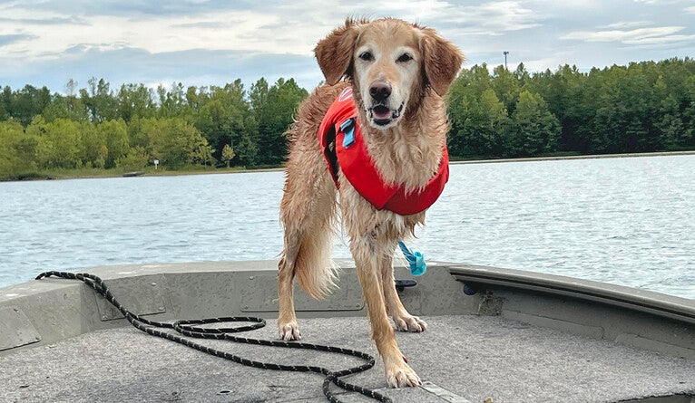 Hunter foi um dos cães curados depois da vacina. Ele voltou a sua vida normal! foto: Deana Hudgins.