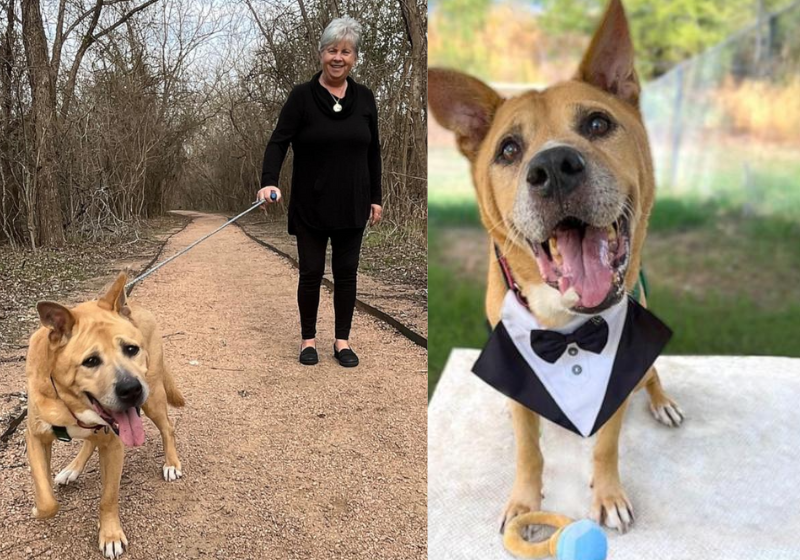 Jeanette, a mulher de 74 anos, adotou o cão idoso que ficou 700 dias no abrigo e hoje os dois são inseparáveis! - Foto: Austin Pets Alive!