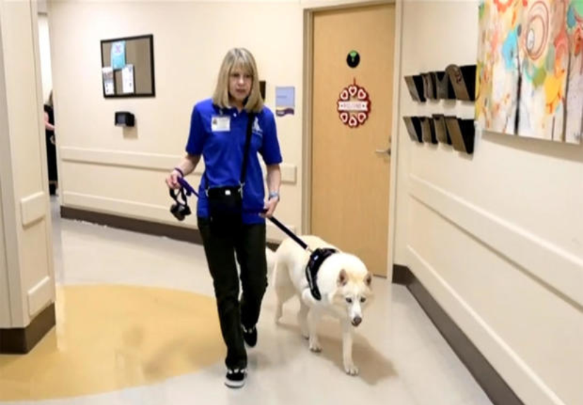 Depois que a tutora da Gaia morreu, essa mulher adotou a cadela órfã e agora as duas participam de um programa de cães terapeutas e ajudam crianças e adultos em estado terminal em hospitais. - Foto: reprodução/ CBS News