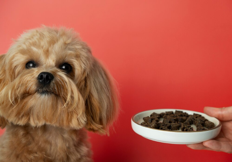 Uma ração de qualidade vai melhorar o intestino do animal, além de garantir o seu amicão do seu lado por vários anos. Foto: Freepik.