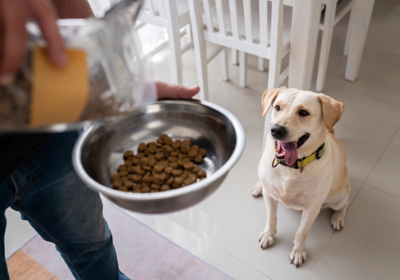 As melhores rações para cachorro são aquelas que são produzidas com ingredientes de alta qualidade e que não levam conservantes. Veja o top 10. - Foto: Freepik.