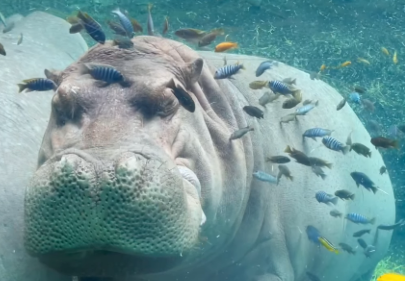 Esse hipopótamo nunca perde a chance de curtir o spa com tratamento dos amigos peixes. A imagem está correndo o mundo.- Foto: reprodução/ @sanantoniozoo