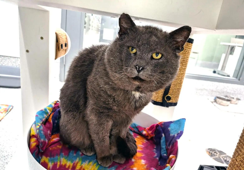  Agora, o peludo encanta a vida dos tutores que o adotaram. - Foto: Cleveland Animal Protective League