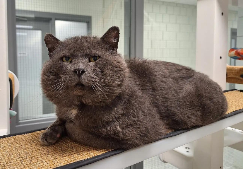 O gato bochechudo foi resgatado da rua por funcionários de um abrigo. Ele tem Aids felina, foi tratado, ficou lindo e acaba de ser adotado. - Foto: Cleveland Animal Protective League