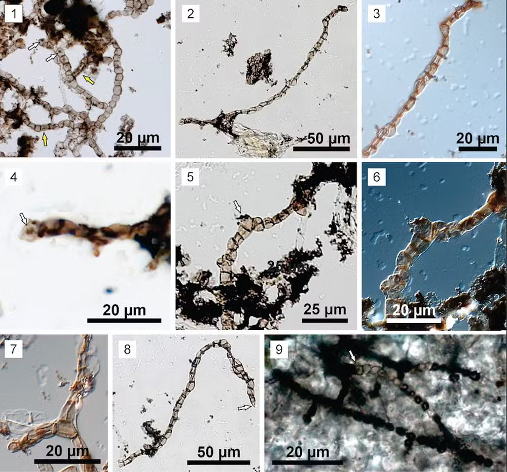 A descoberta do fóssil ainda indica que há milhares de anos Minas Gerais ficava no mar. - Foto: Matheus Denezine