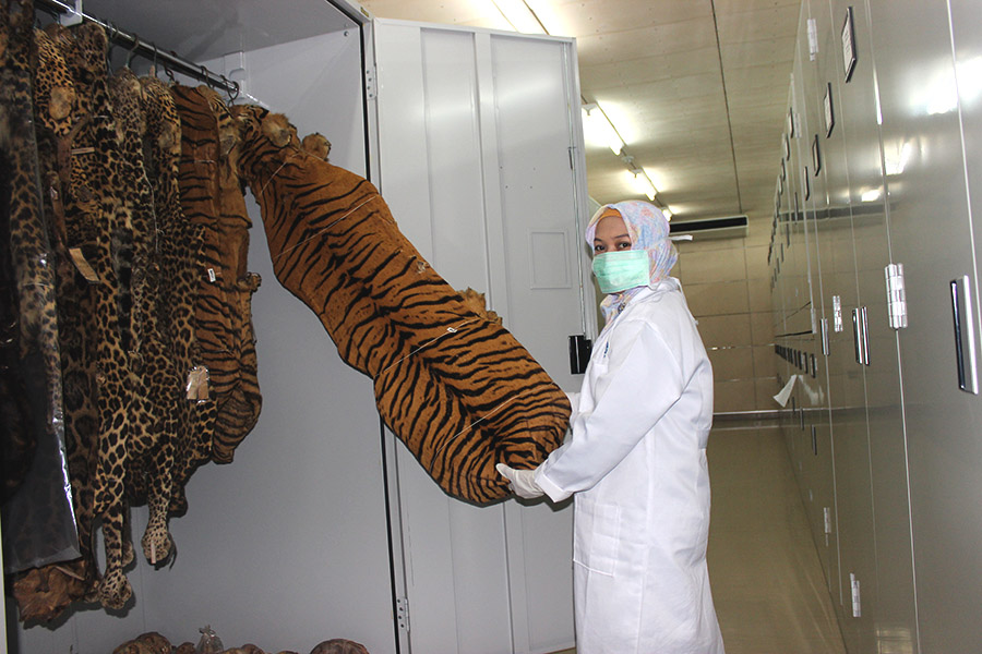  Pele de tigre-de-java de 1930 que está armazenada no Museu Zoológico de Bogor, em Java Ocidental. - Foto: Rahmadi Rahmad/Mongabay Indonésia 
