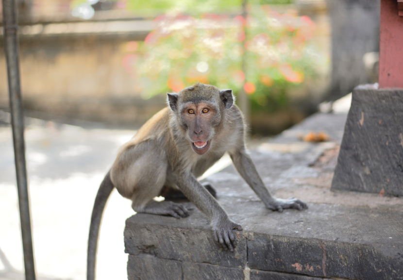 Os macacos entraram na casa em busca de comida, mas como ficaram agitados, Nikita conseguiu mandá-los embora. - Foto: reprodução/Canva 
