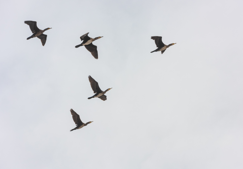 O texas está entre a rota migratória mais importante para as aves. - Foto: Valery Bazruh 