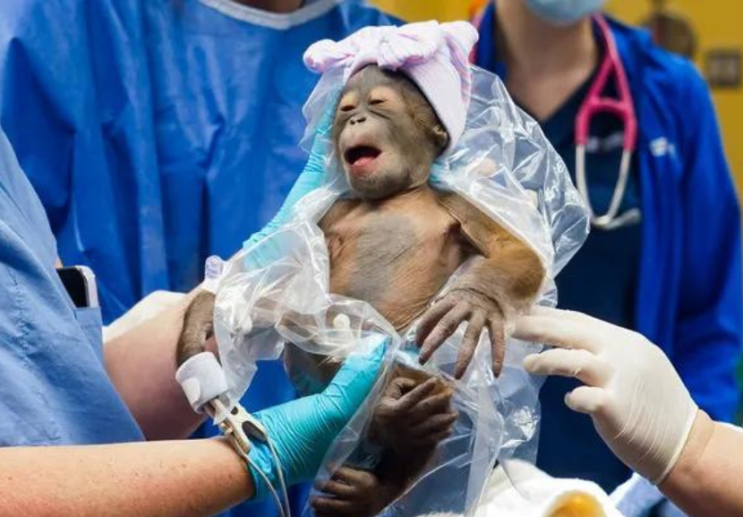 A bebê orangotango de uma espécie ameaçada de extinção nasceu por cesariana e pesa 1,3 kg. - Foto: Howard Lin/Busch Gardens Tampa Bay