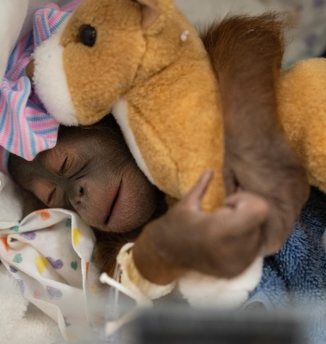  A nova integrante ganhou até uma pelúcia pra se agarrar enquanto ainda não pode ficar perto da mamãe. - Foto: reprodução/ Instagram @buschgardens