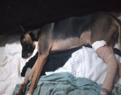 Negão passou pela cirurgia e se recupera bem. Foto: Arquivo pessoal cedido ao Metrópoles.