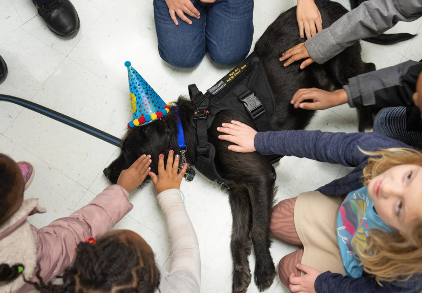 O sargento Bo, é um cão de terapia que tem apoiado as crianças da escola Covenant depois do atentado. - Foto: Reprodução/The New York Times