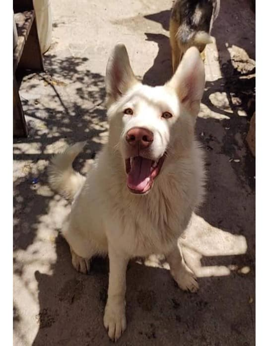 Simon hoje já é um rapazinho e vive muito bem no abrigo. Foto: Albergue Pergatuzoo.