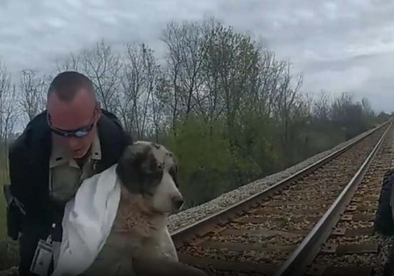 Policiais se mobilizaram para salvar um cão ferido preso nos trilhos do trem há quatro dias. Foto: Wagoner Count Sheriff's Office.