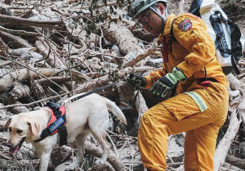 O labrador Roger fez bonito mais uma vez e foi fundamental no resgate das vítimas do terremoto em Taiwan. - Foto: CNA/AFP via Getty Images.