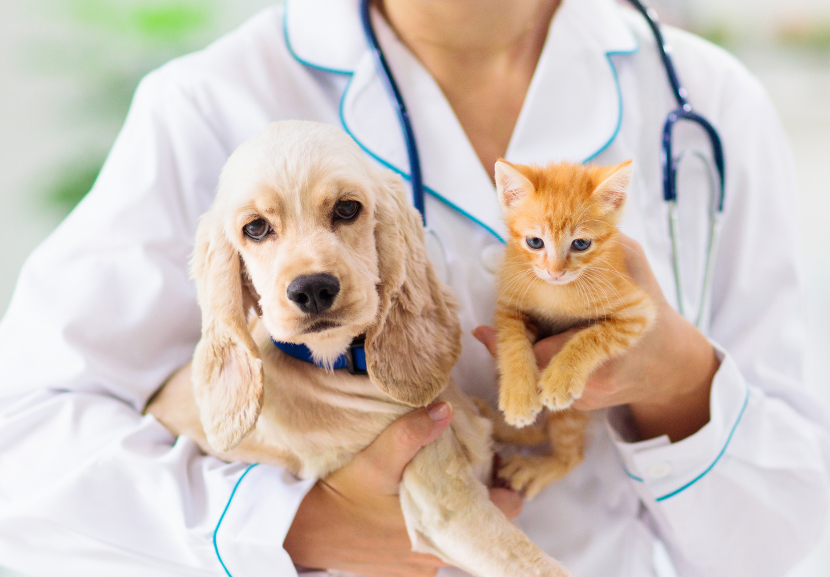 Alívio para o bolso dos tutores: farmácia veterinária gratuita oferece vários medicamentos básicos. - Foto: FamVeld/Getty Images