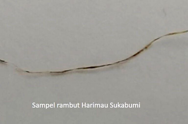 Fio de cabelo do suposto tigre de Java coletado pelos pesquisadores. - Foto: Agência Nacional de Pesquisa e Inovação da Indonésia.