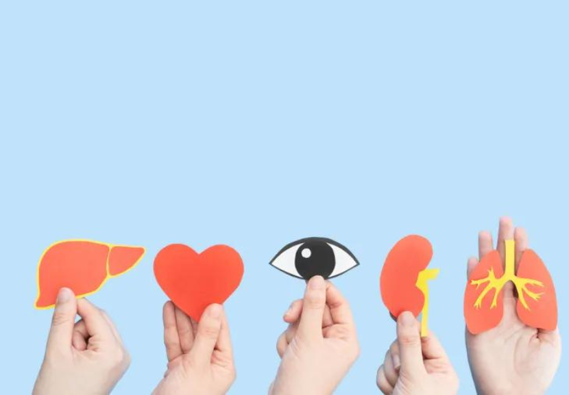 No formulário, o interessado pode optar por doar um órgão específico ou todos eles. - Foto: reprodução/ Adobe Stock 