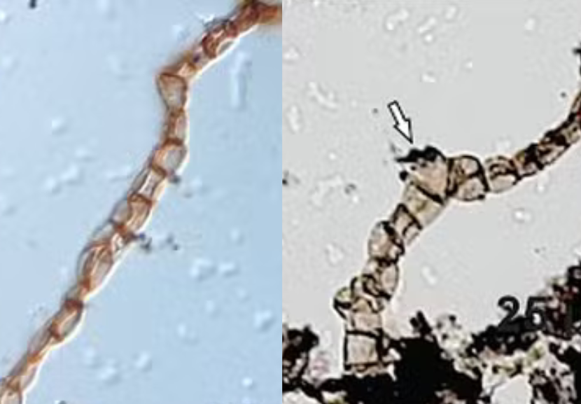 O fóssil de 540 milhões encontrado em MG coloca o Brasil dentro de estudos sobre a evolução da vida. - Foto: Matheus Denezine