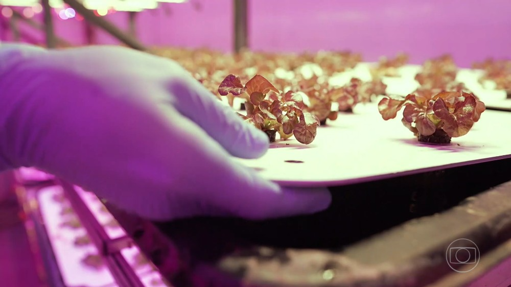 A fazenda vertical criada por três amigos em São Paulo, é uma das iniciativas para plantar hortaliças com menos água e fertilizante. Foto: TV Globo.