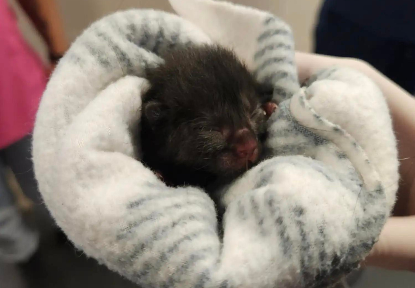 Quando o gatinho preto foi resgatado ainda estava com cordão umbilical e enroladinho em um cobertor. Ele foi encontrado pela pessoa certa e ficou lindo. - Foto: SPCA Pensilvânia