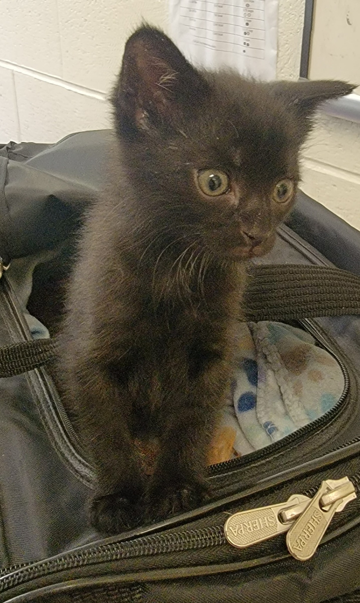 Esse Guerreiro destemido agora está cheio de saúde e é muito amado pela nova família. - Foto: SPCA Pensilvânia