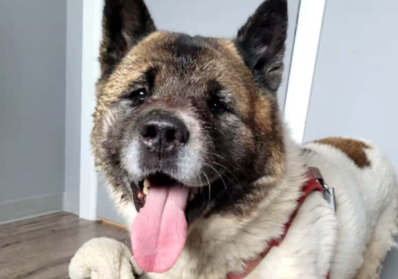 O cão foi um verdadeiro herói depois de proteger seu tutor contra o frio e coiotes por duas noites seguidas. O homem caiu numa vala. - Foto: Arquivo pessoal.