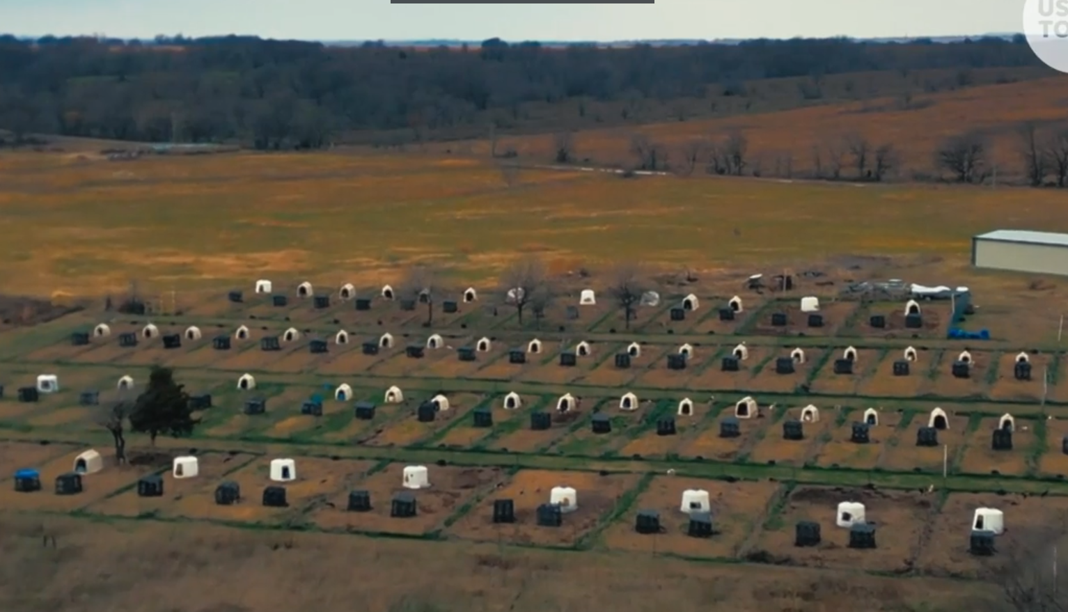 O espaço agora é destinado a proteção, acolhimento e adoção dos animais. Foto: USA Today.