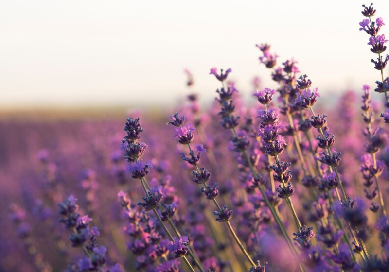 Além de um cheiro maravilhoso, a lavanda tem efeito relaxante e antisséptico. Foto: Freepik.