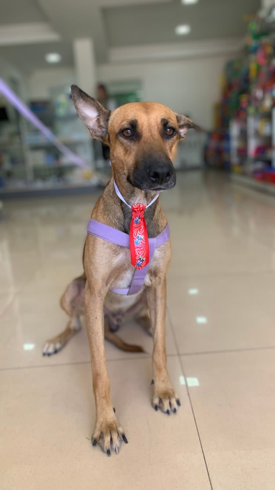 O cãozinho já estava por lá há mais de dois anos. - Foto: divulgação 