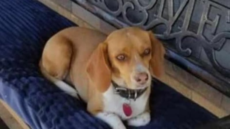 O veterinário disse que Connie pode ter ficado agarrada em uma cerca de arame. Foto: Arquivo pessoal.